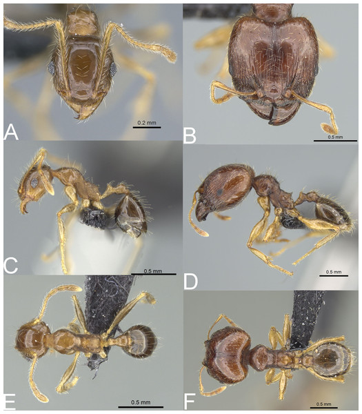 Pheidole megatron.