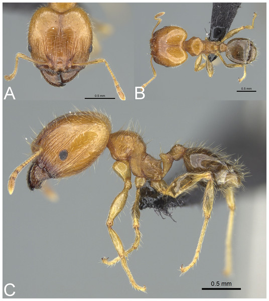 Pheidole megatron.