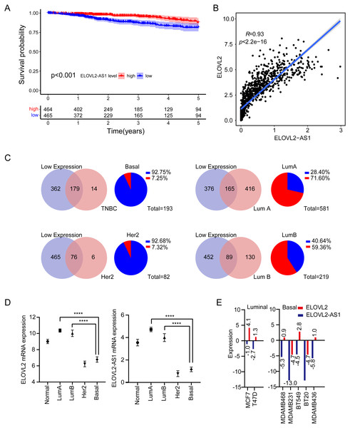 Expression analysis of ELOVL2-AS1 and ELOVL2 in breast cancer.