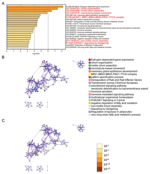 ELOVL2-AS1 related gene enrichment analysis.