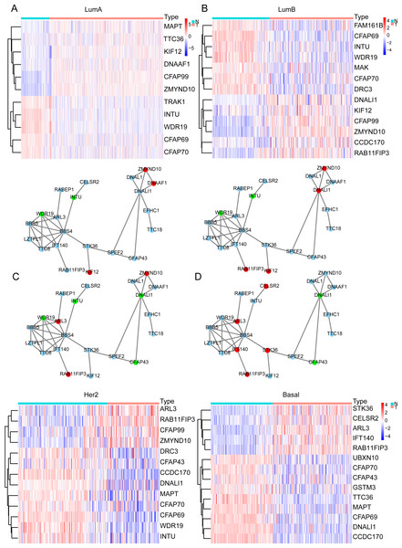 Cilia-related DEGs in BRCA subtypes.