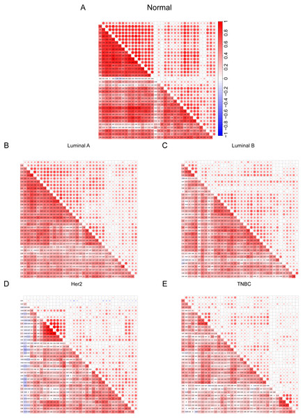 (A–E) Cilia characteristics of the BRCA subtypes.