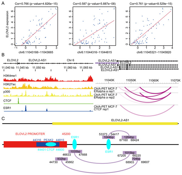 Possible regulatory relationships of ELOVL2-AS1 and ELOVL2.