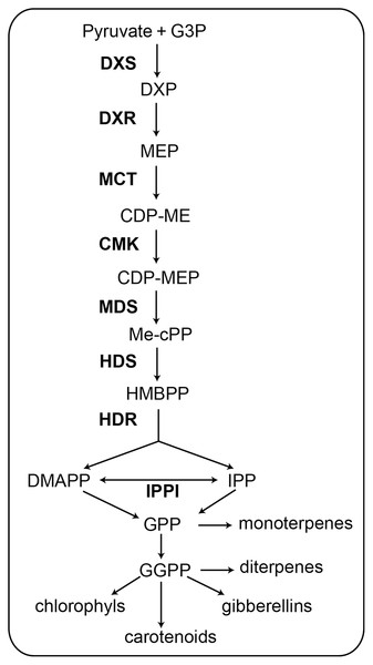 Schematic of the MEP pathway. All biosynthetic steps of the pathway are shown. The eight enzymes involved in the MEP pathway are shown in bold (Celedon & Bohlmann, 2019).