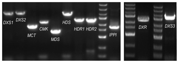 PCR gel bands for MEP pathway enzyme-encoding genes in P. massoniana.