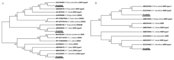 Phylogenetic trees of DXSs and HDRs.