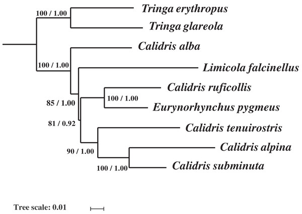 The phylogenetic trees constructed with the 13 protein-coding genes, 12S and 16S rRNA using Bayesian inference and Maximum likelihood.