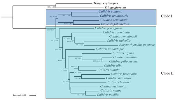 The phylogenetic trees constructed with 12S rRNA, COI and Cyt b using Bayesian inference and Maximum likelihood.