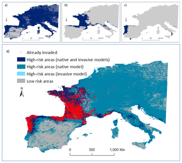 Predicted distribution of Vespa velutina in Europe.