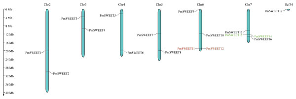 Schematic representations of the chromosomal location of the PmSWEET genes.
