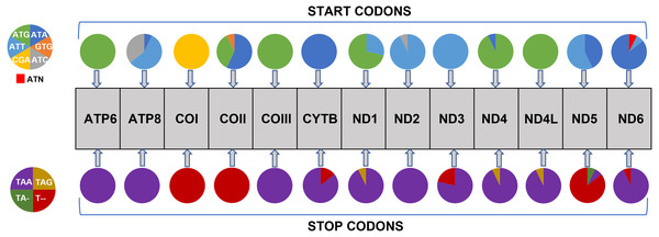 Usage of start and stop codons in Saturniidae mitogenomes.