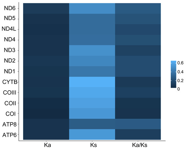 Ka, Ks and Ka/Ks rates in Saturniidae mitogenomes.