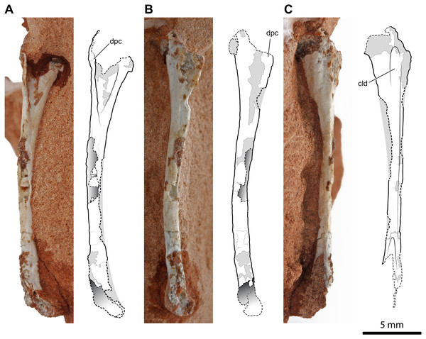 Right humerus of Faxinalipterus minimus (UFRGS-PV-0927-T).