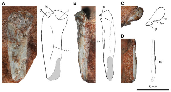 Proximal portion of a possible left femur of Faxinalipterus minimus (UFRGS-PV-0927-T).