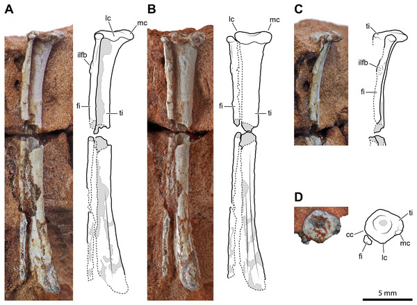 Left tibia and fibula of Faxinalipterus minimus (UFRGS-PV-0927-T).