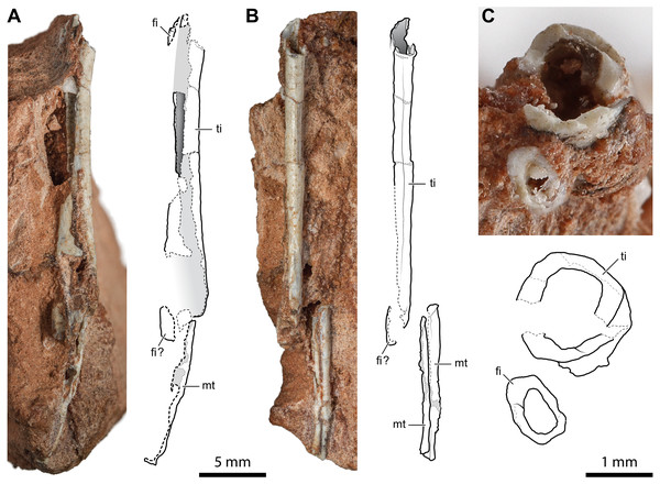 Diaphysis of the right tibia and some indeterminate metatarsals of Faxinalipterus minimus (UFRGS-PV-0927-T).