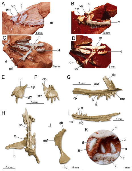 Partial skull of Maehary bonapartei gen. et sp. nov. (CAPPA/UFSM 0300).