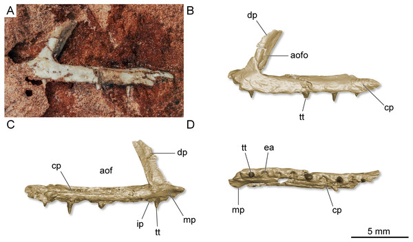 Left maxilla of Maehary bonapartei gen. et sp. nov. (UFRGS-PV-0769-T).