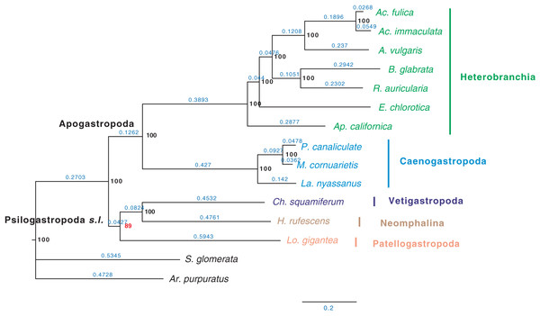 Gastropod phylogeny inferred from 847 single-copy orthologous genes (SOGs) identified from 15 species except C. consors.