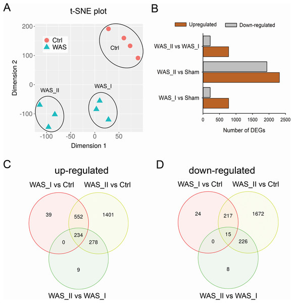 Subpopulation comparison of the differentially expressed genes (DEGs) in colon epithelial cells of WAS rats compared with controls.