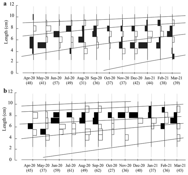 Growth curves of Periophthalmus chrysospilos estimated by means of ELEFAN I superimposed on restructured length-frequency data in TVST (A, n = 499) and BLCM (B, n = 532).