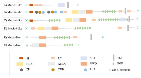 The protein domain architectures of A. tenebrosa mucin candidates including domain names.