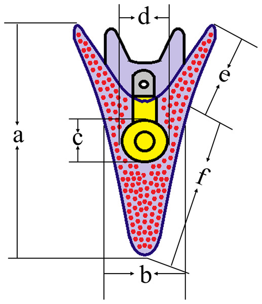 Conceptual diagrams showing 5 dpf larval size measurements.