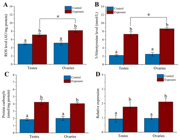 Effect of 21 d HFO exposure on ROS level (A), 3-Nitrotyrosine level (B), protein carbonyls level (C) and HSP70 expression (D) in sea urchin gonadal tissues (mean ± SD).