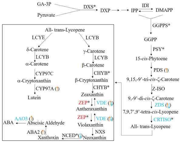 The ABA biosynthesis pathway.
