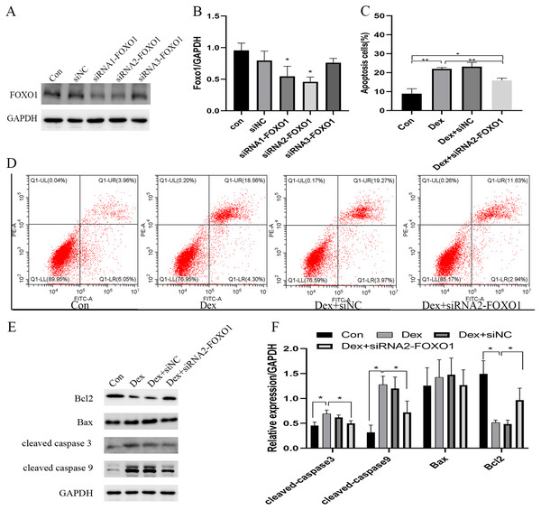  Effect of siRNA-mediated knockdown of Foxo1 on Dex-induced apoptosis.