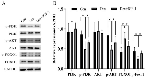  Dex inhibited the activities of PI3K/AKT signaling pathways in MC3T3-E1 cells.