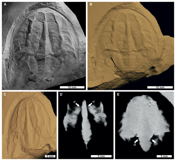 Tasmaniolimulus patersoni from the Jackey Shale (Early Triassic, Induan). UTGD 123979, holotype.