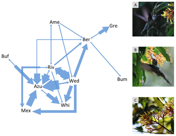 Agonistic interaction network of hummingbird species in the Cloud Forest Sanctuary (CFS).