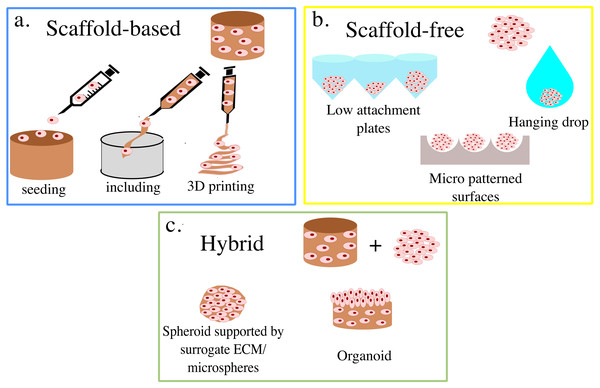 Summary of 3D cell culture models.