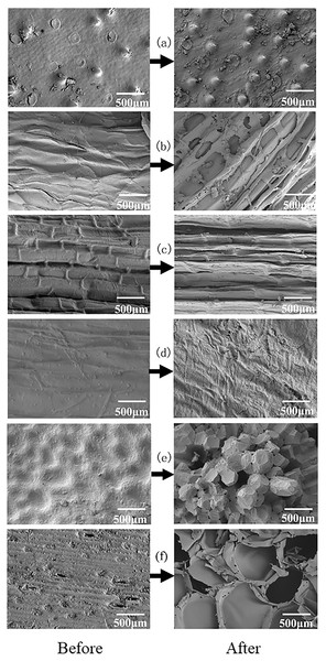 SEM images of six agricultural wastes before and after the carbon release experiment.