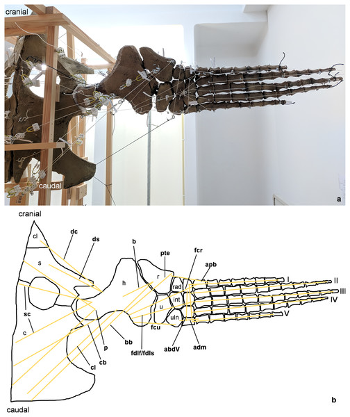 Analog model of the myology of Cryptoclidus eurymerus (mounted skeleton IGPB R 324), shoulder girdle and foreflipper in ventral view.
