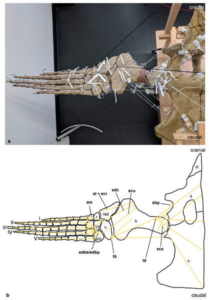 Analog model of the myology of Cryptoclidus eurymerus (mounted skeleton IGPB R 324), shoulder girdle and foreflipper in dorsal view.