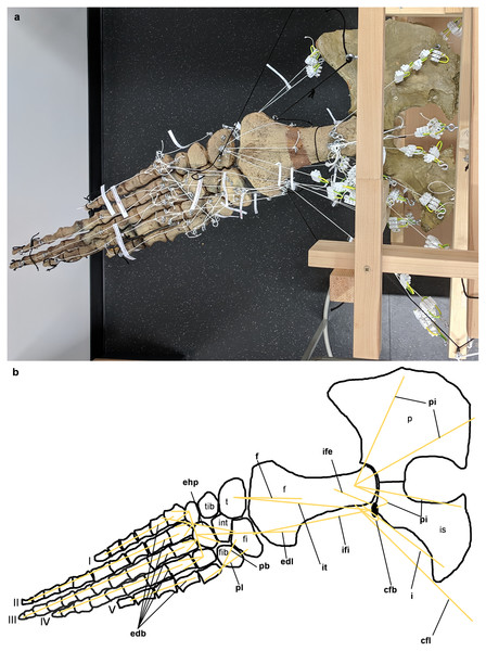 Analog model of the myology of Cryptoclidus eurymerus (mounted skeleton IGPB R 324), pelvic girdle and hindflipper in dorsal view.