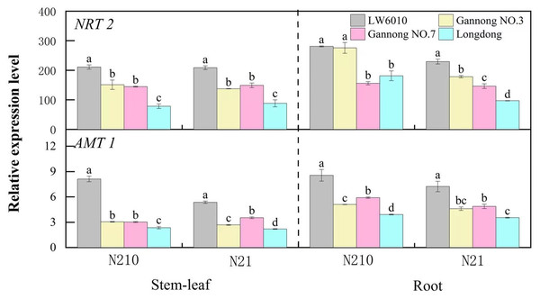 Difference in NRT2 and AMT1 expression in stem-leaf and root for four representative alfalfa cultivars at the seedling stage.
