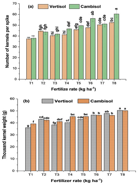 Interaction eﬀects of soil type and fertilizer rate on (A) number of kernels per spike and (B) thousand grain weight of bread wheat (two seasons pooled data: 2017–2018).