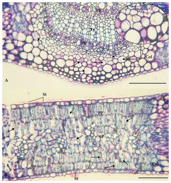 Central vein (A) and internervural (B) region of Eucalyptus camaldulensis damaged by Glycaspis brimblecombei (Hemiptera: Aphalaridae); Bar = 100 μm