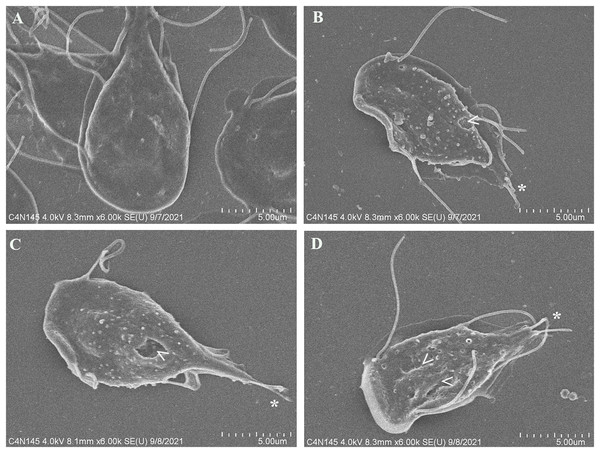 SEM micrographs of morphological alterations in G. lamblia trophozoites by pomegranate peel extract.