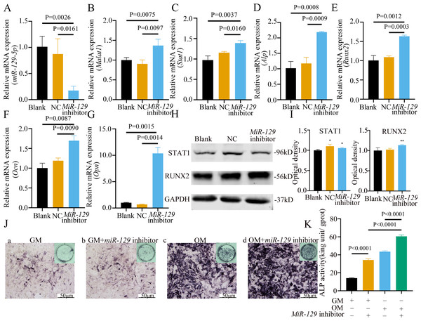 Inhibition of miR-129-5p promoted differentiation of BMSCs.
