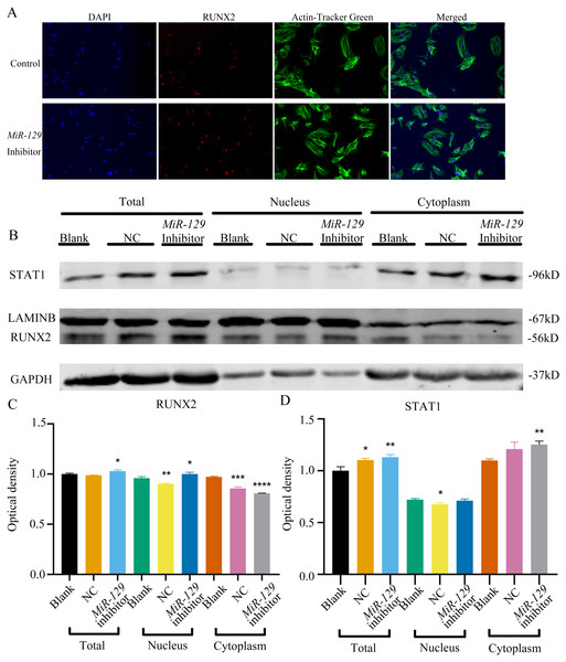 Inhibition of miR-129-5p did not directly affect the nuclear translocation in Runx2.