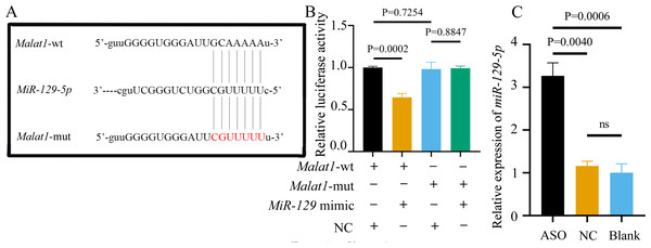 miR-129-5p is a potential target of lncRNA Malat1.