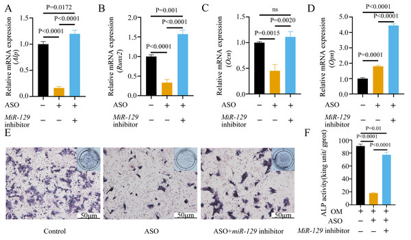 Inhibition of miR-129-5p reversed the inhibitory effect of ASO on osteogenic differentiation of BMSCs.