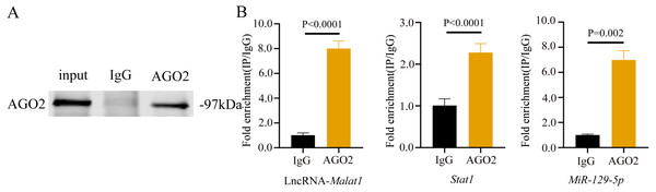 lncRNA-Malat1 sponges with miR-129-5p.