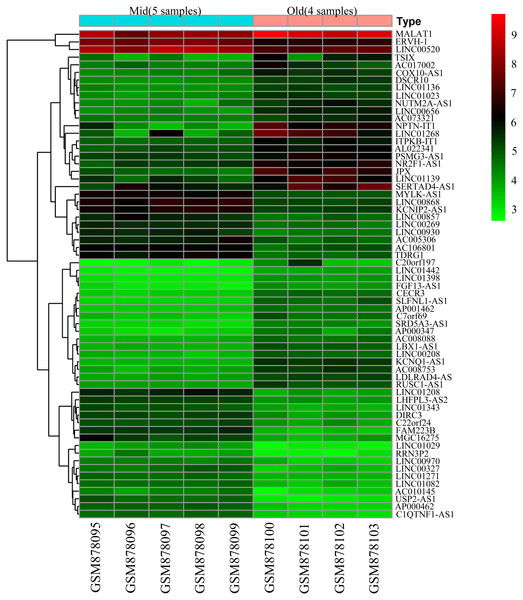 Heatmap of differentially expressed lncRNAs between BMSCs from middle-aged and old donors.