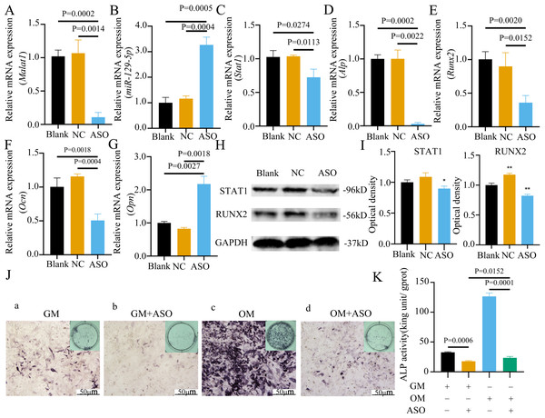 Inhibition of lncRNA Malat1 suppressed osteogenic differentiation of BMSCs.