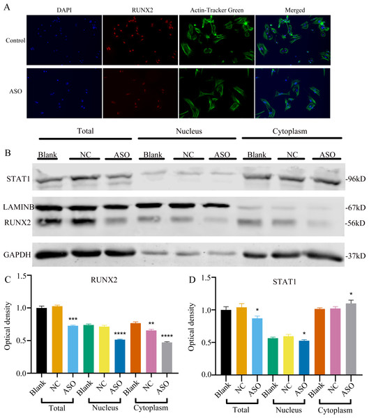 Inhibition of lncRNA Malat1 impeded the nuclear translocation in Runx2.